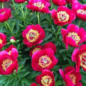 Meet your Posher, Wendy